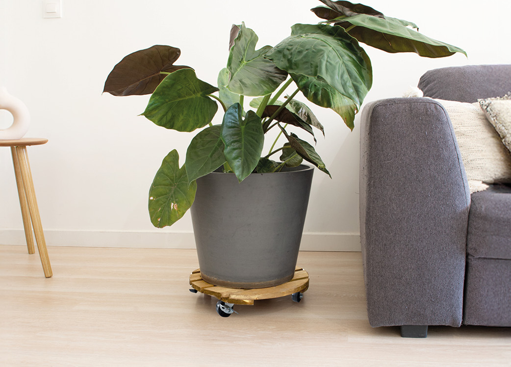 sliderproduit-rouleplantes-9174